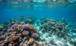 action camera snorkeling and diving guide